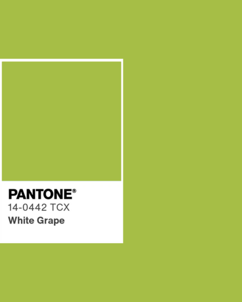 Prostokąt w odcieniu jasnej zieleni, symbolizujący kolor Pantone „White Grape”.